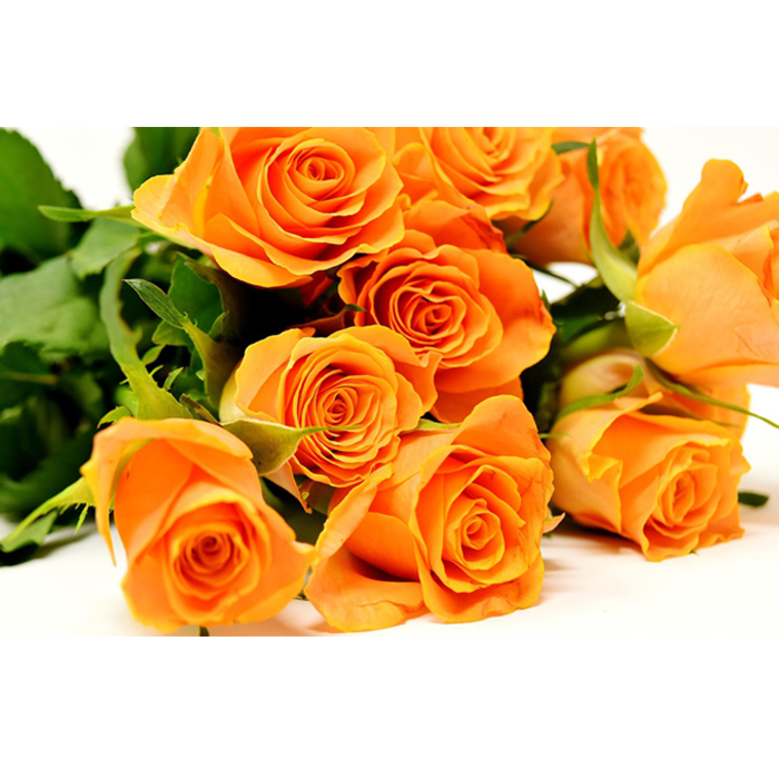 Rose Orange