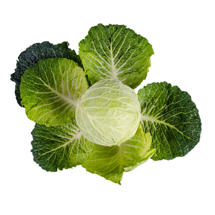 Cabbage