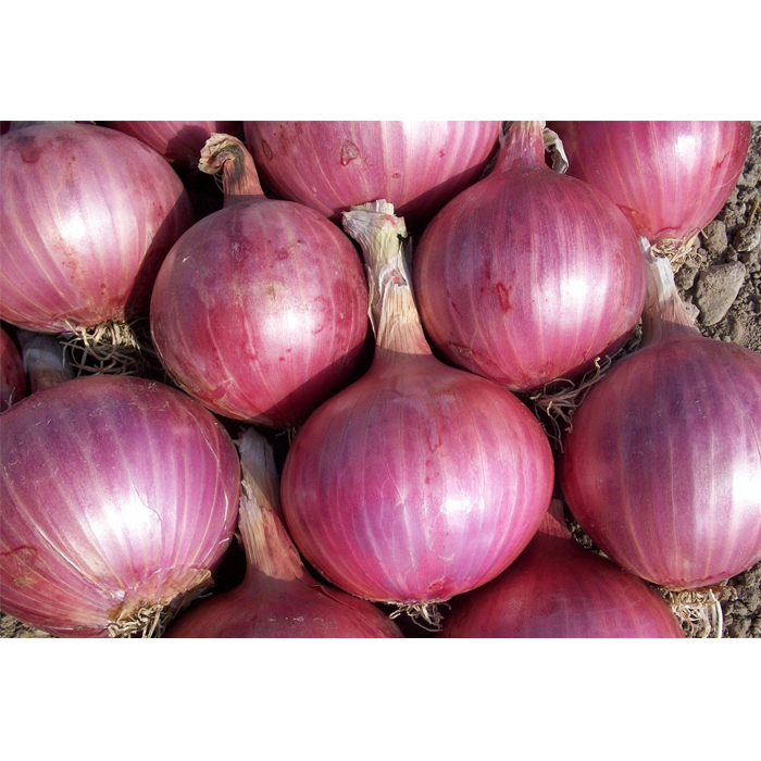 Onion