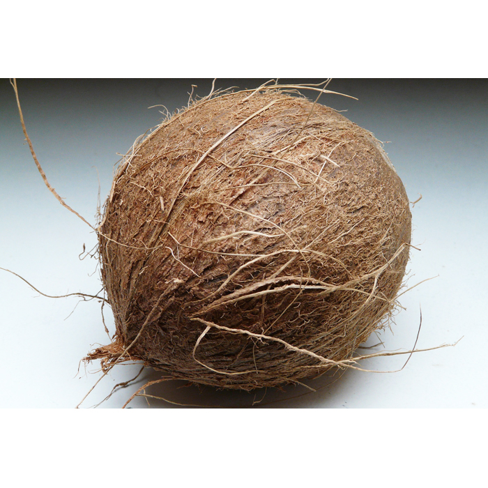 Coconut